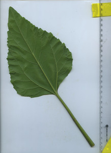 leafbottom