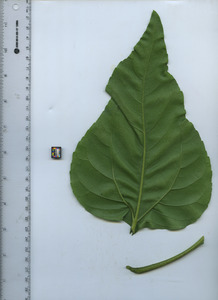 leafbottom