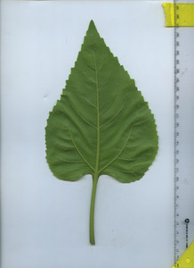 leafbottom