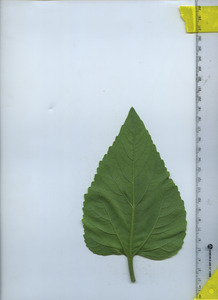 leafbottom