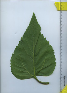 leafbottom