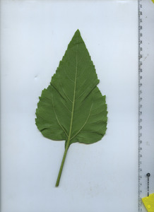 leafbottom