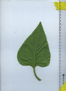 leafbottom