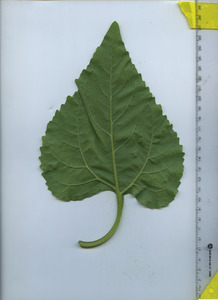 leafbottom