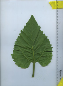 leafbottom