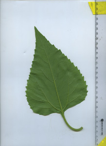 leafbottom