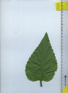 leafbottom
