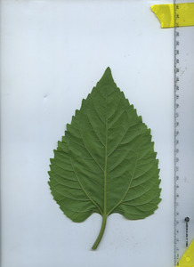 leafbottom