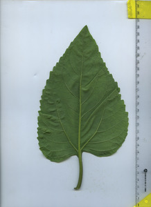 leafbottom