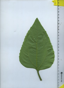 leafbottom