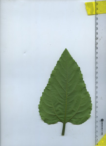 leafbottom