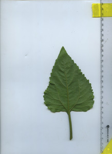 leafbottom