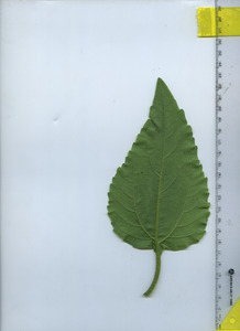 leafbottom