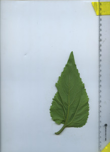 leafbottom