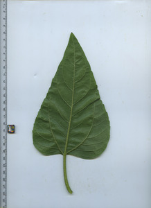 leafbottom