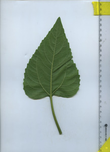 leafbottom