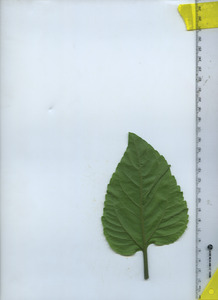 leafbottom