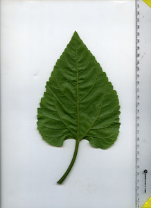 leafbottom