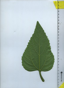 leafbottom
