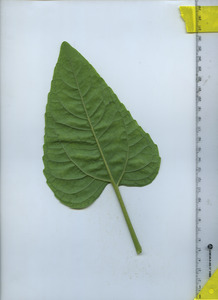 leafbottom