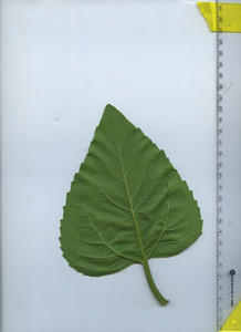 leafbottom