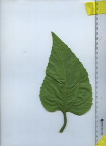 leafbottom