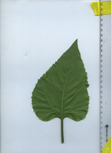 leafbottom