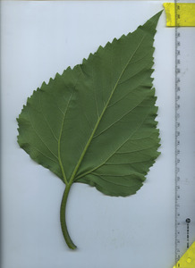 leafbottom