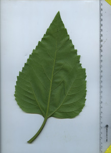 leafbottom