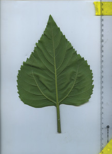 leafbottom