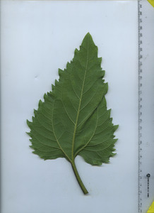 leafbottom