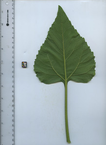 leafbottom