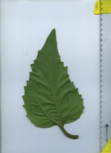 leafbottom