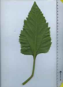 leafbottom