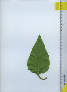 leafbottom