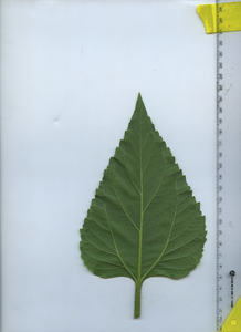 leafbottom