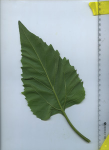 leafbottom