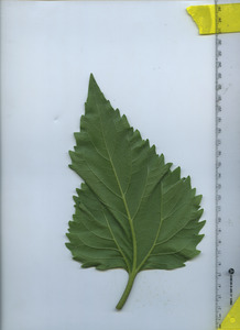 leafbottom