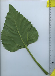 leafbottom