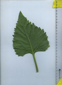 leafbottom