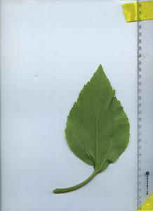 leafbottom