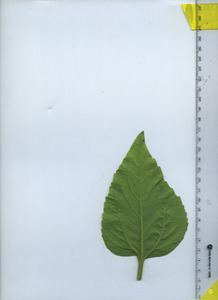 leafbottom