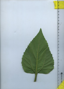 leafbottom
