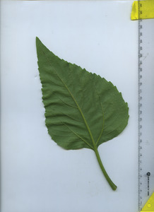 leafbottom