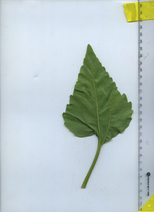 leafbottom