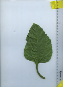 leafbottom