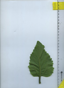 leafbottom