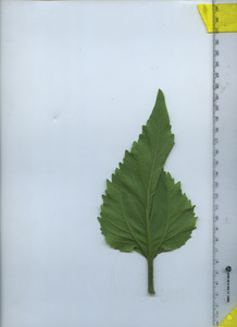 leafbottom