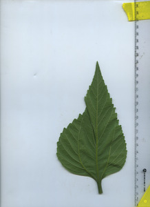 leafbottom
