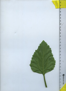 leafbottom